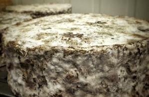 Lait cru : garant de la qualité du fromage Pourquoi maintenir la filière du fromage au lait cru 