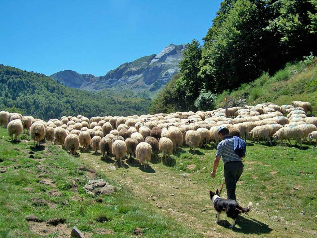 Ewes and cheese