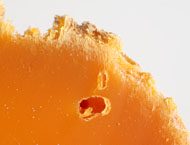 Photo Mimolette